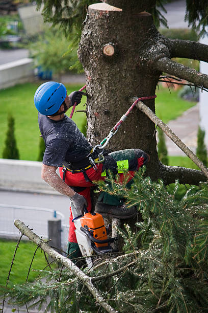 Trusted Darien, IL Tree Services Experts